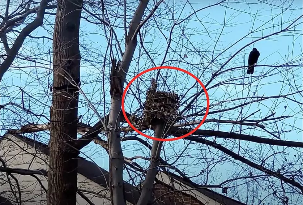 That Ball of Leaves In Your Utah Tree Isn’t a Birds’ Nest!