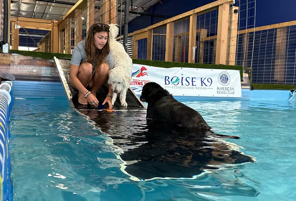 Indoor ‘Doggy Pool’ Open in Boise As Temperatures Reach Over 100