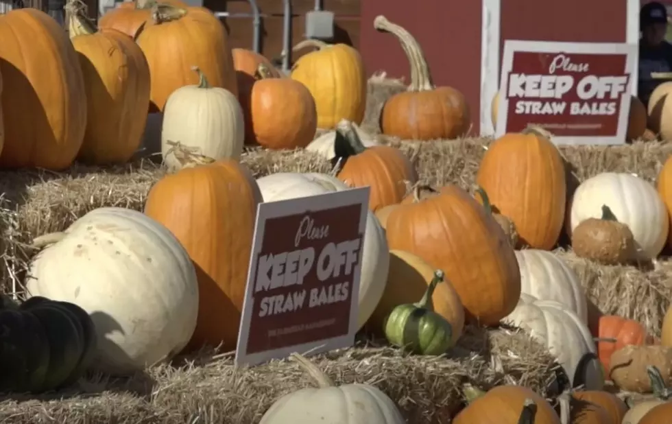 Popular Pumpkin Patch In Boise Area To Open Soon For 2024