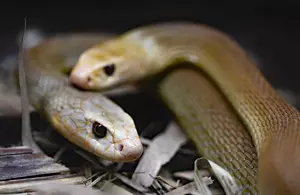 Prepare for Some Of The World’s Scariest Reptiles To Be In Idaho