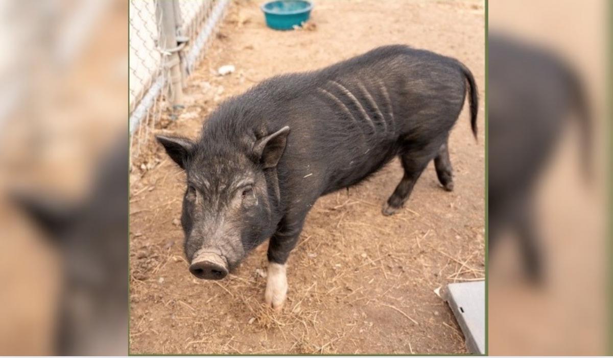 Idaho Animal Shelter Needs Help Finding Home for Potbelly Pig - 103.5 kissfm