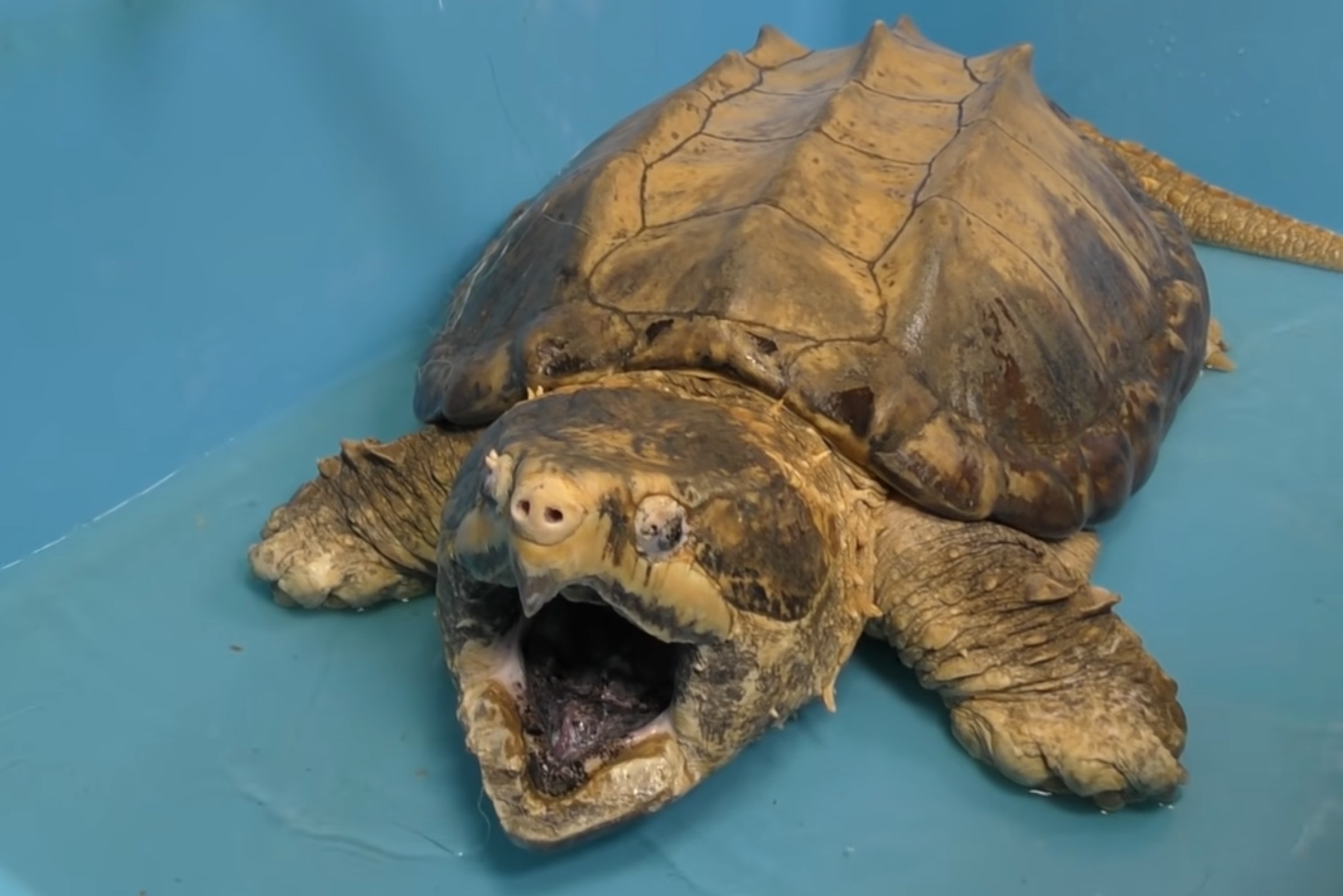 ‘Be Careful': Slow But Grumpy Snapping Turtles Are Showing Up in Garden City