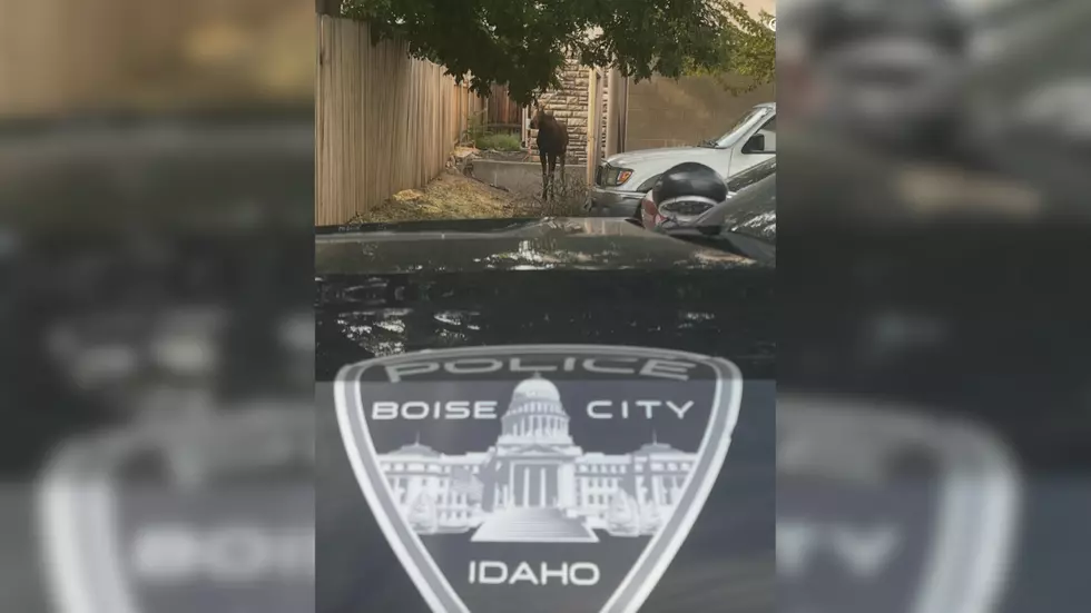 Boise Police Respond After Moose Wanders Into Downtown Boise
