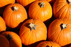 The Best Pumpkin Patches to Visit Around Boise This Fall