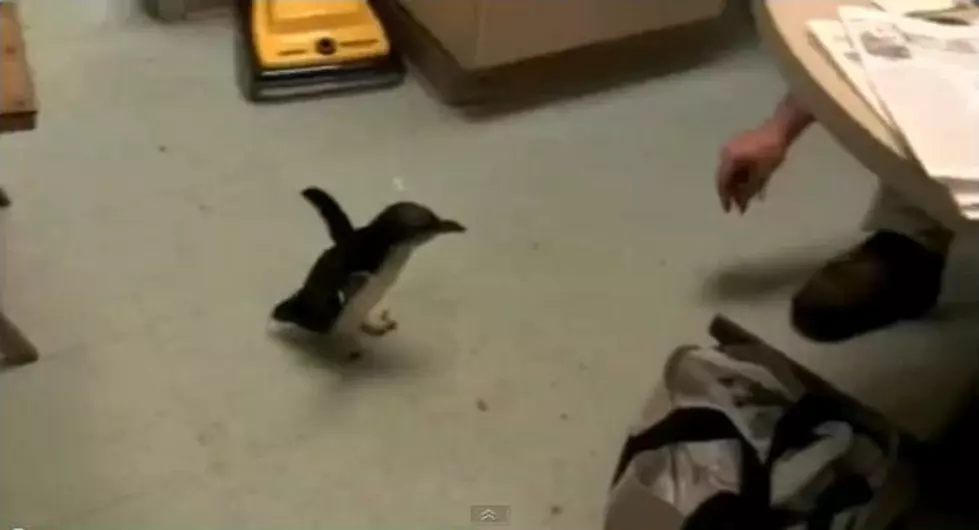 Cookie the Ticklish Penquin [VIDEO]