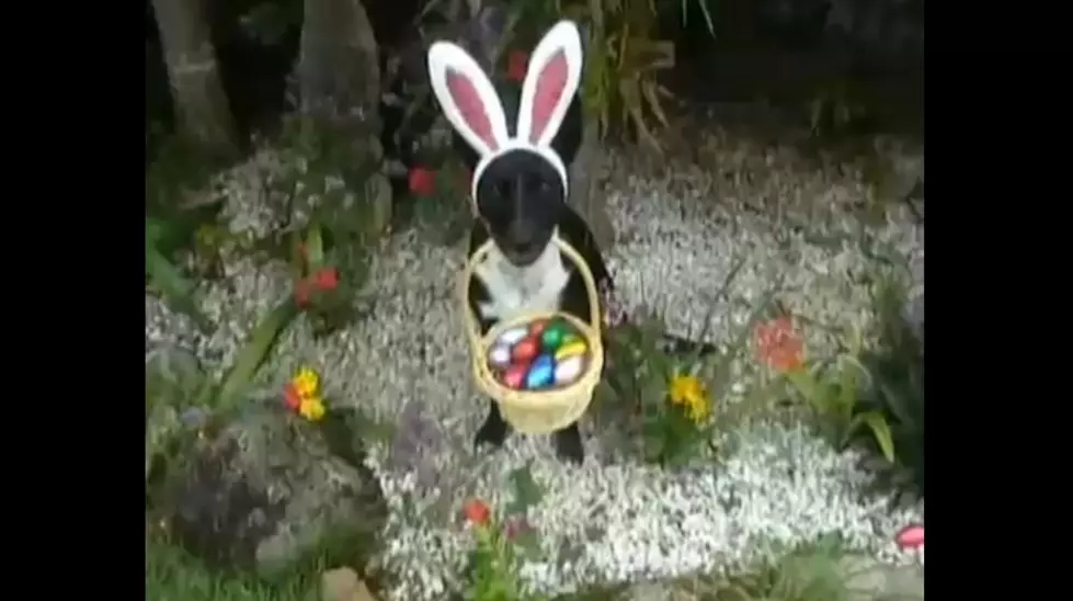 Unfortunate Cats and Dogs Forced to Dress Up for Easter [VIDEOS]