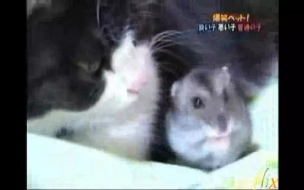 A Cat and Hamster Love Story [VIDEO]