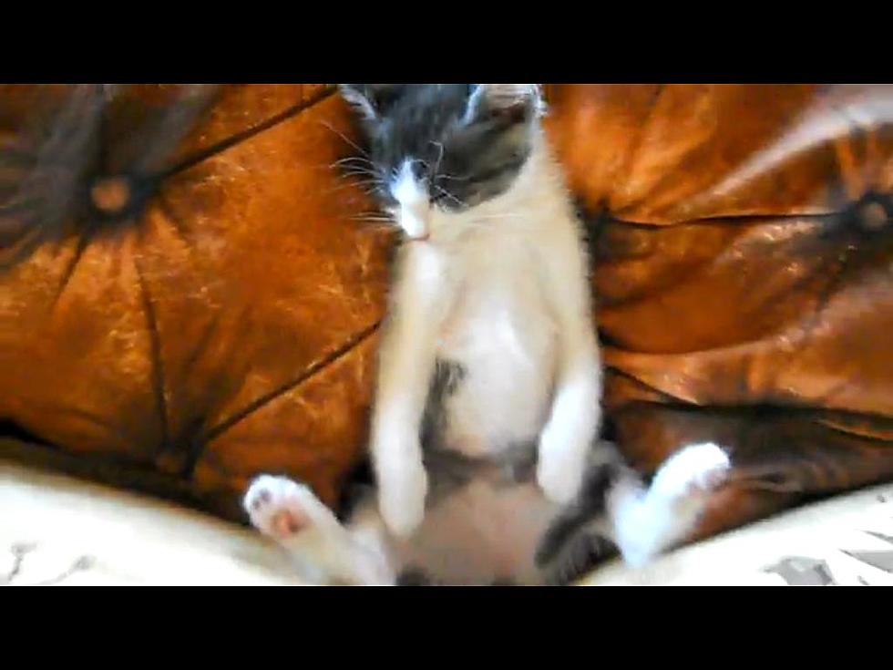 Super Cute Super Sleepy Kitty [VIDEO]