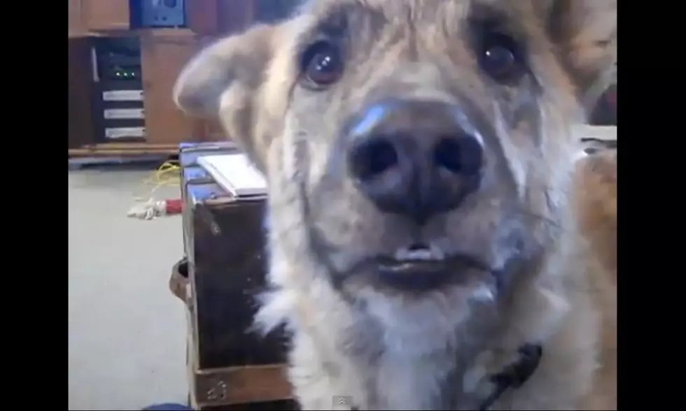 Man Teases dog with Food Conversation [VIDEO]