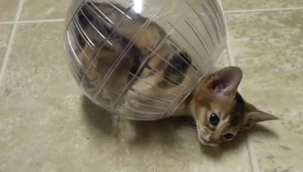 Super Cute Friday: Kitty In A Hamster Ball [VIDEO]