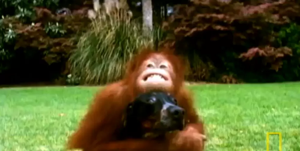 TGIF: Orangutan and Hound Dog Make BFFs [VIDEO]