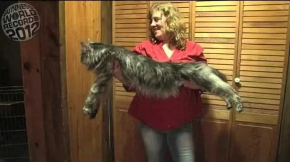 Worlds Longest Cat – Guiness World Record [VIDEO]