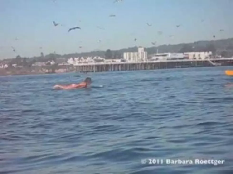 Surfer Nearly Gets Swallowed By Real Life Moby Dick