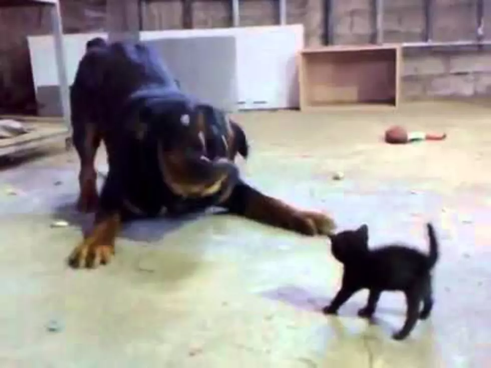 Brave Little Kitty Isn’t Scared Of The Big Bad Barking Doggie [VIDEO]