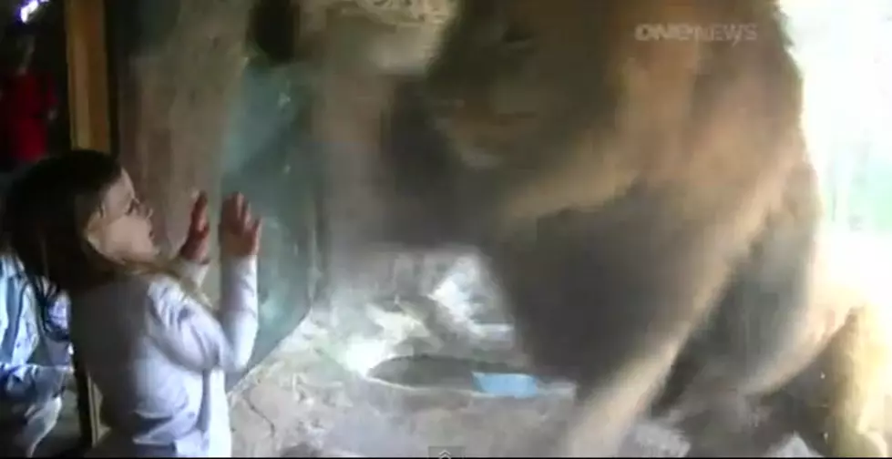 Three Year Old Girl Unfazed by Lion’s Antics