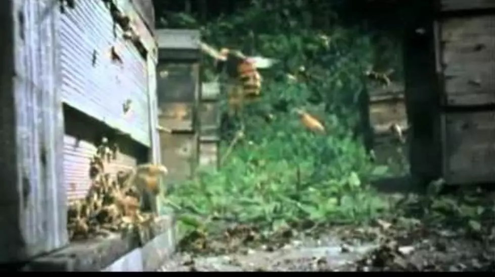 30 Hornets + 30,000 Bees = 3 Minutes Of Crazy Nature [VIDEO]