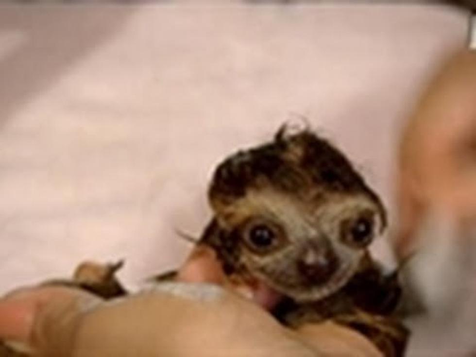 Super Cute Baby Sloths Getting A Bath [VIDEO]