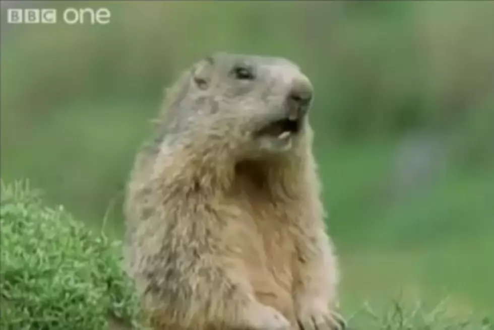 British Nature Video Features Hilarious Voiceovers [VIDEO]