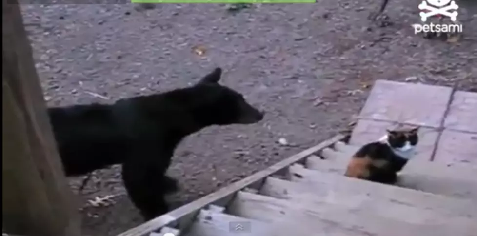 This Cat Takes On A Black Bear, And Wins!