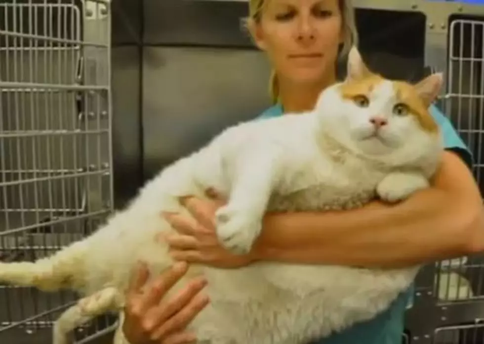 39-Pound Cat Is Up For Adoption!