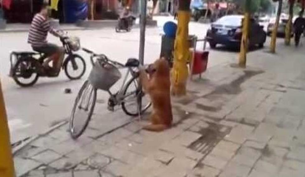 Dog Guards Mans Bicycle & Then Takes A Ride [VIDEO]