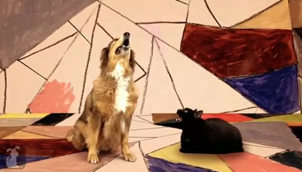 Dog And Cat Cover Gotye’s ‘Somebody That I Used To Know’