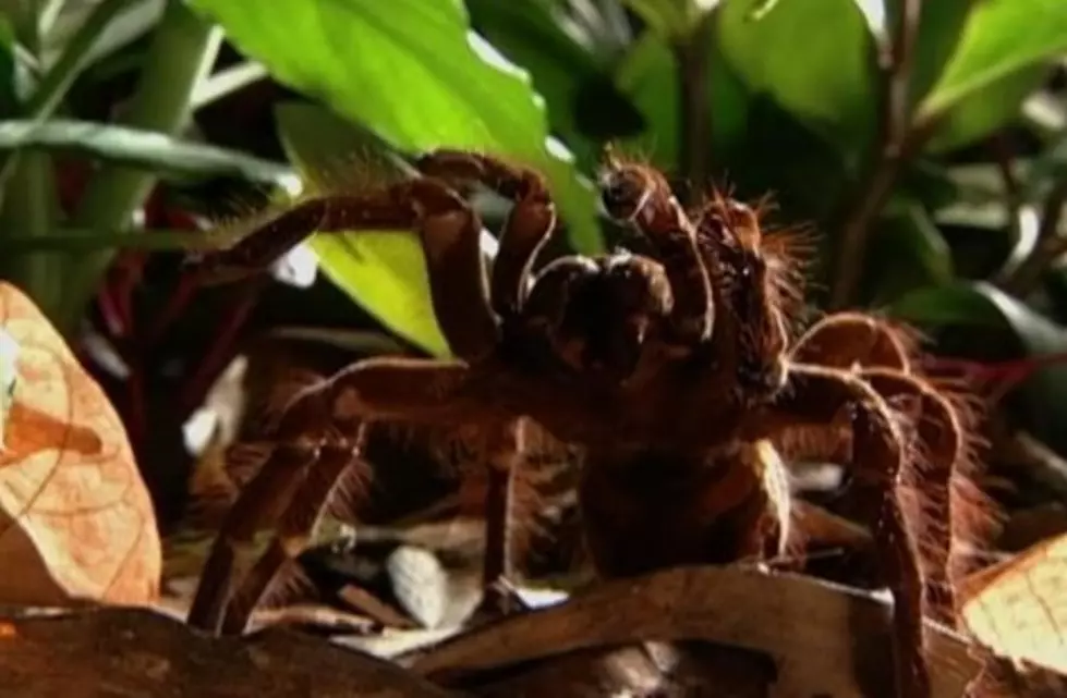 Worlds Largest Spider Gives Kat Mykals Heebeejeebees [VIDEO]