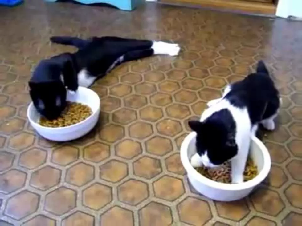 Cats Try Walking After Anesthesia [FUNNY VIDEO]