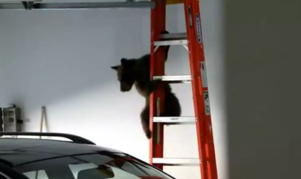 Mama Bear Opens Garage Door to Rescue Her Cub