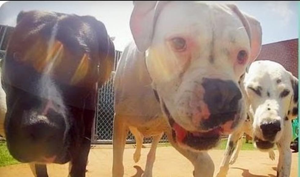 The World From a Dogs Point of View [VIDEO]