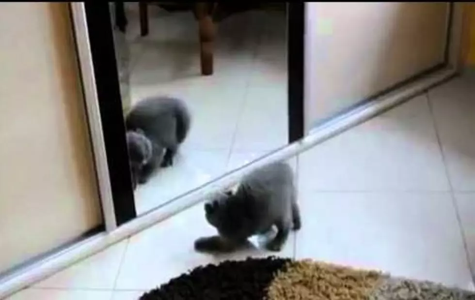 Adorable Kitty Attacks Himself in Mirror [VIDEO]