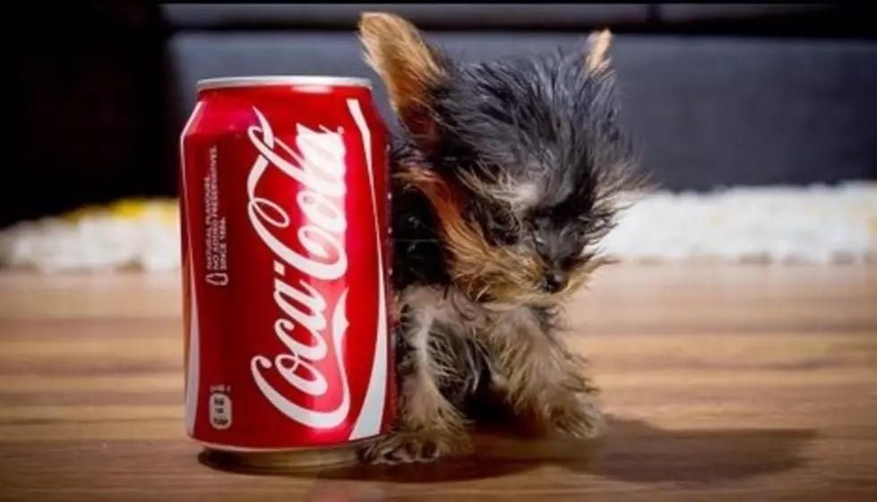 The World&#8217;s Smallest Dog [VIDEO]