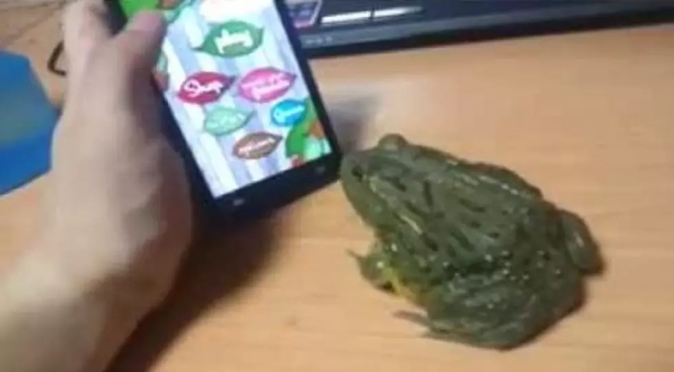 Frog Tries to Eat Virtual Bugs