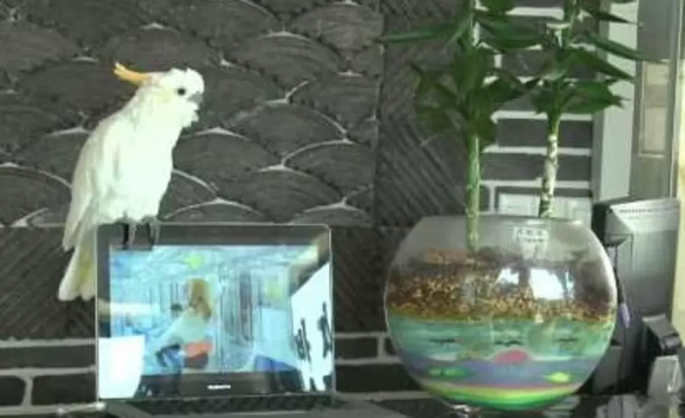 Parrot Sings Gangnam Style [VIDEO]