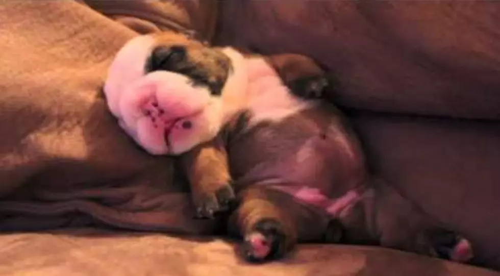Adorable Dreaming Bulldog