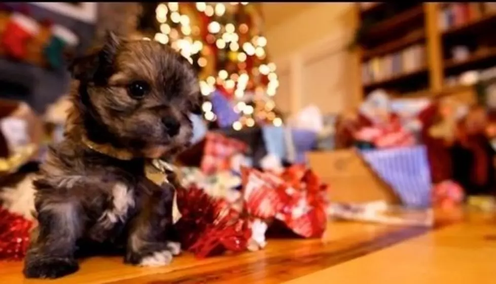 Cutest Christmas Puppy Video on the Internet [VIDEO]