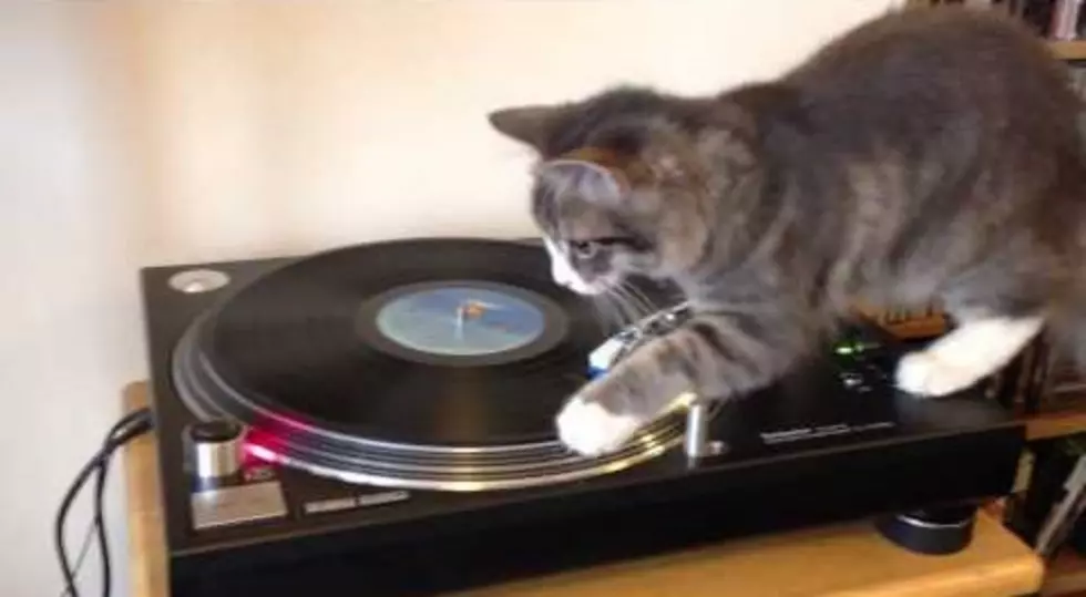 DJ Vinyl Cat