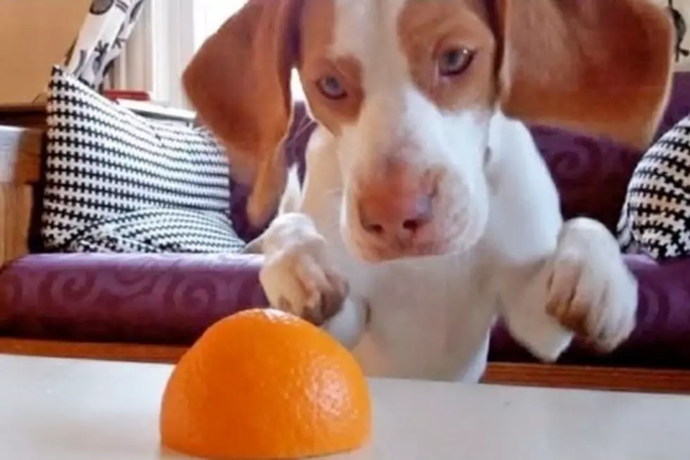 Cute Puppy Battles an Orange [VIDEO]