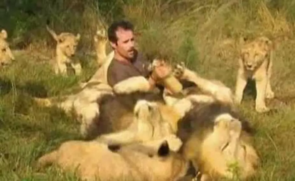 Lion Pride Accept Man as Their Own [VIDEO]