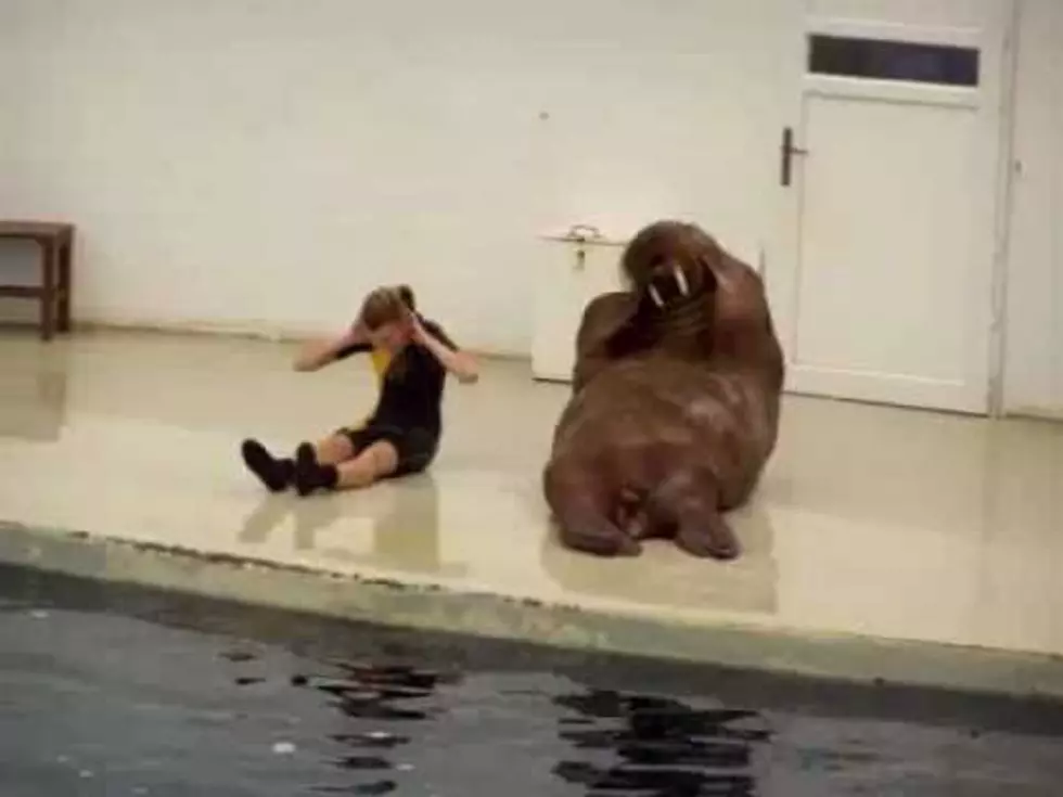 Walrus Works Out!
