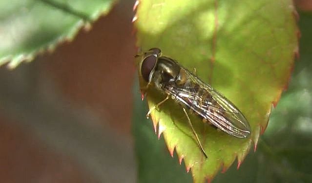 corn fly repellent