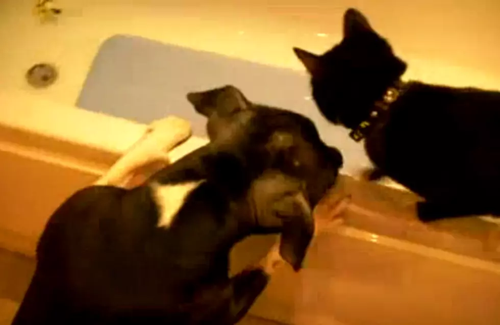 Must See Dog Push Cat into Bath Tub [VIDEO]