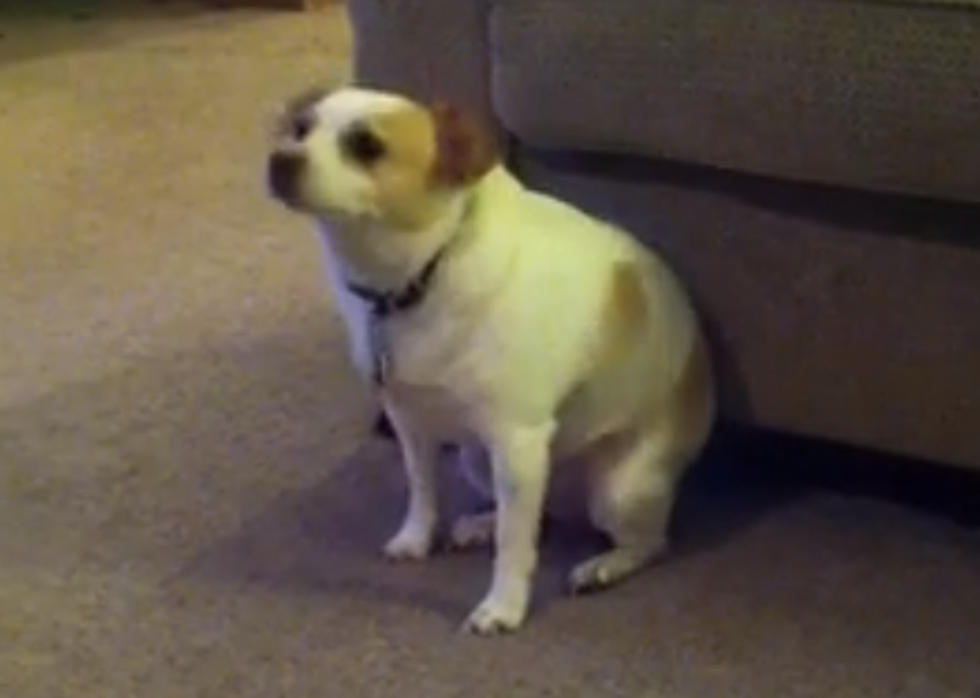 Dog Dancing to ‘Shake That’ will Brighten Up Your Monday