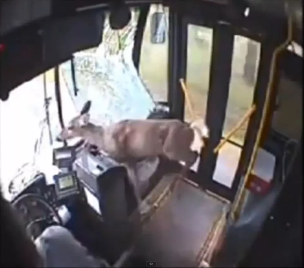 Deer Invades Bus!