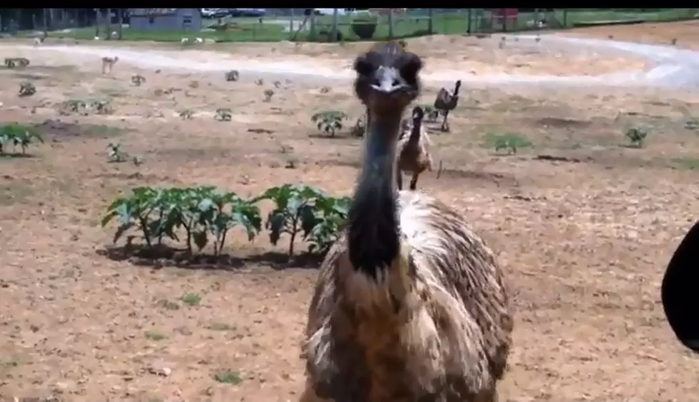 It Came From Evansville Watch &#8211; Featuring the Loose Emu