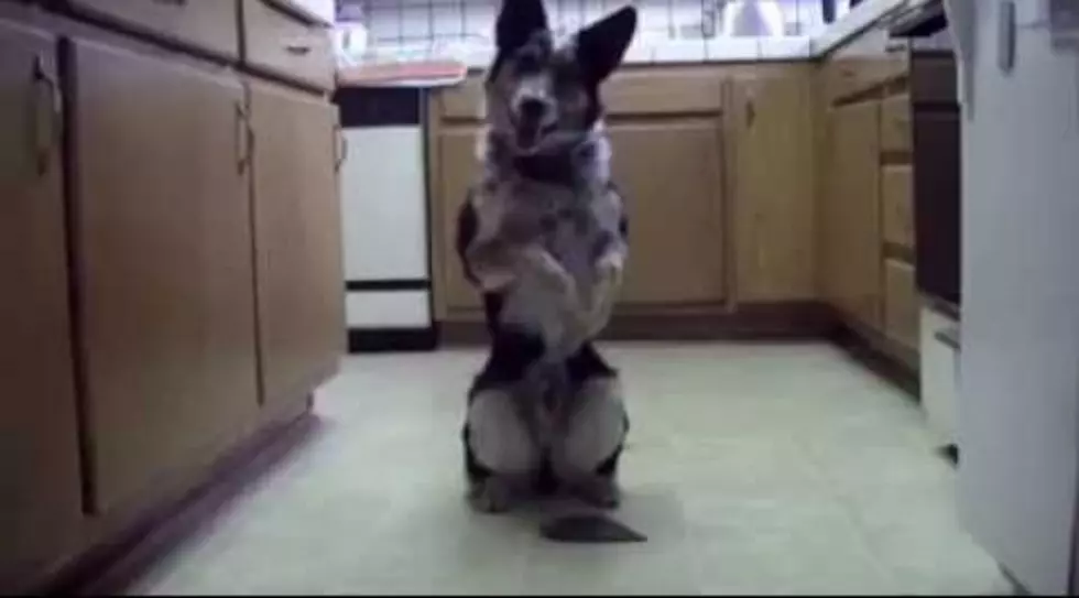 This Dog’s Tricks Will Blow Your Mind [VIDEO]