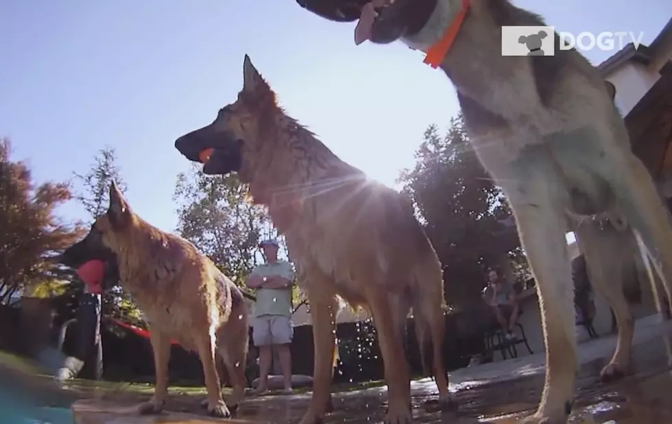 DogTV Will Have Your Four-Legged Friend’s Tail Wagging