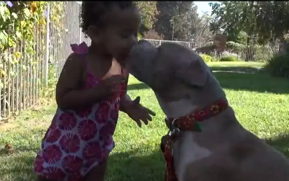 Watch: Beautiful Story of Rescued Pit Bull Named Cadence Will Make You Cry [VIDEO]