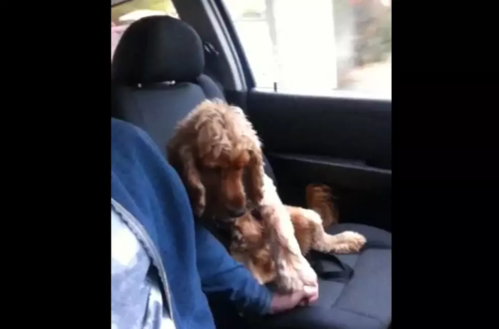 Tommy the Dog Refuses to Let Owner Drive Without Holding His Paw [VIDEO]