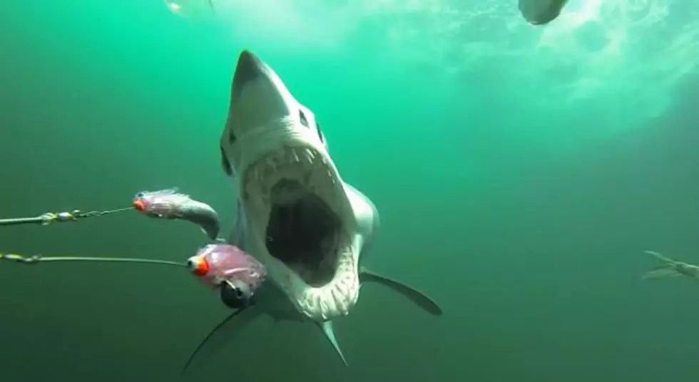 Spectacular Underwater GoPro Footage Captures Shark Feeding and Validates Our Fear of the Ocean [VIDEO]